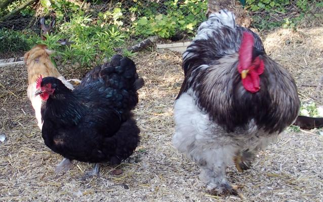 27052015 patty se rebat sur les poules qui restent 1