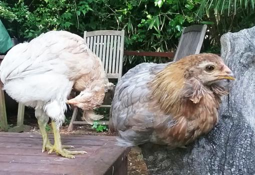 27052016 deux jeunes araucanas perchees