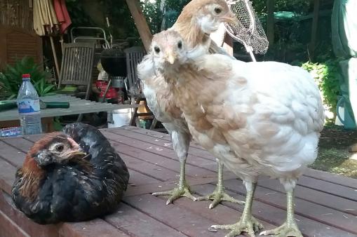 27052016 deux poulettes araucana splash et une saumon dore 2