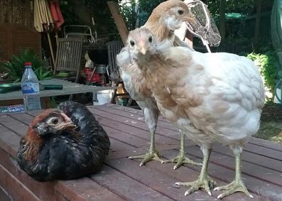 27052016 deux poulettes araucana splash et une saumon dore