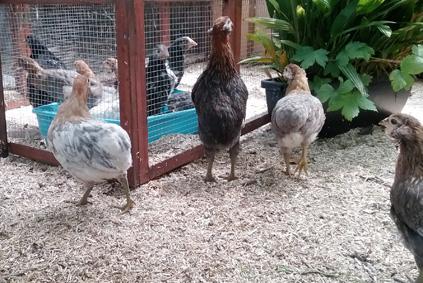 27052016 jeunes araucana dans leur parcours sur la terrasse