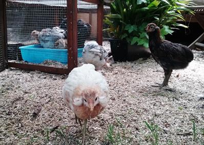 27052016 jeunes araucana sur terrasse