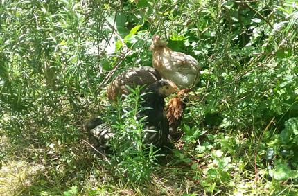 27052016 jeunes orpington et araucana sous le romarin