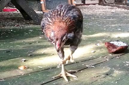 27052016 poulette ou poulet araucana saumon dore 1