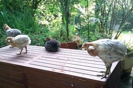 27052016 poulettes araucana de 2 mois