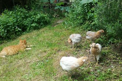 27052016 poulettes araucana et chatte 1