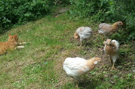 27052016 poulettes araucana et chatte 2