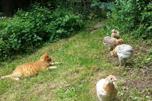 27052016 poulettes araucana et chatte ikarou 1