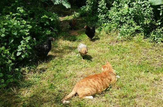 27052016 poulettes araucana et orpington avec chatte