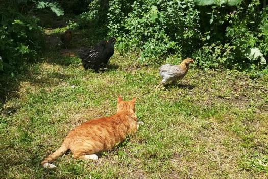 27052016 poulettes araucana et orpington en procession devant la chatte