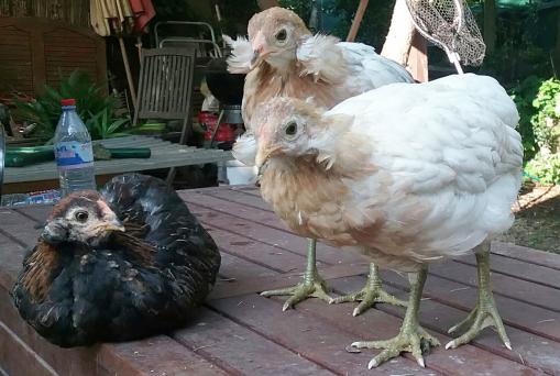 27052016 poulettes araucana splash et saumon dore de 2 mois