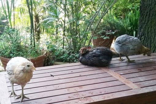 27052016 poulettes araucana sur le coffre