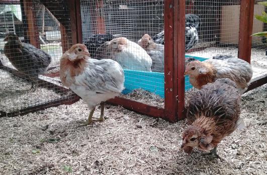 27052016 poulettes et bac a sable