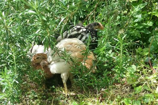 27052016 sous le romarin