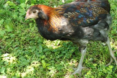 Andro coquelet araucana saumon brun