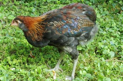 27062016 andro jeune coq araucana
