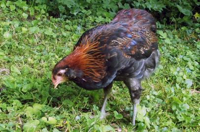 27062016 coquelet araucana saumon brun a vendre
