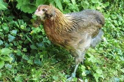 27062016 gavotte dans la verdure