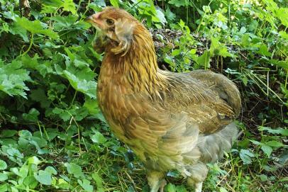 27062016 gavotte poulette araucana craquante