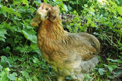 27062016 gavotte poulette araucana rigolotte