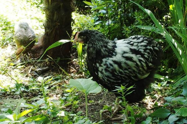 27062016 jeune coq orpington argente dans la verdure