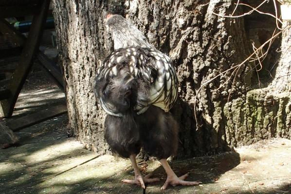 27062016 kentuch vu de dos