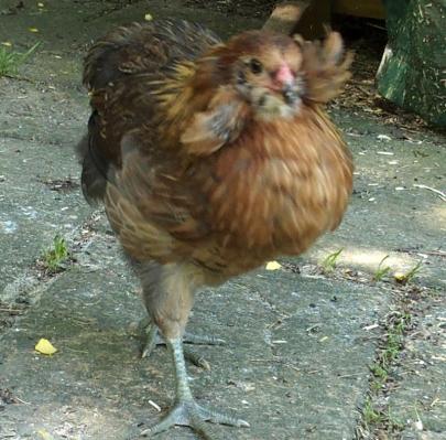 27062016 portrait de gavotenn