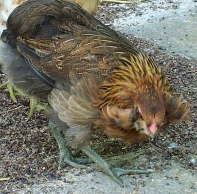 27062016 portrait de gavotte araucana saumon dore