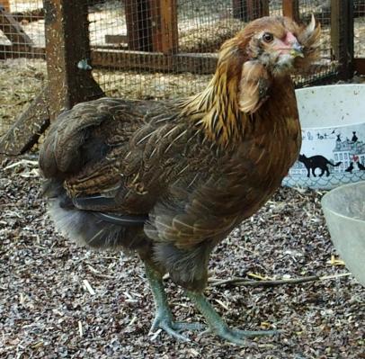 27062016 poulette araucana avec toupets dissymetriques p