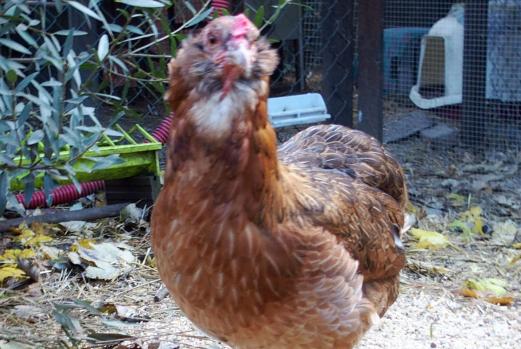 27102015 edith poule araucana saumonee doree 1