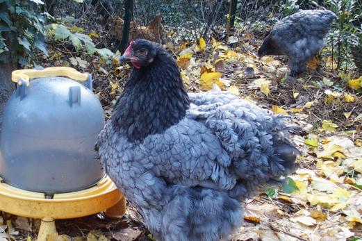 27102015 jeune poule et poulette cochin bleu 2