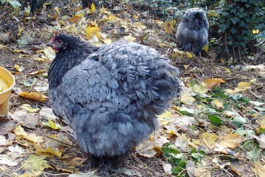 27102015 jeune poule et poulette cochin bleu 3