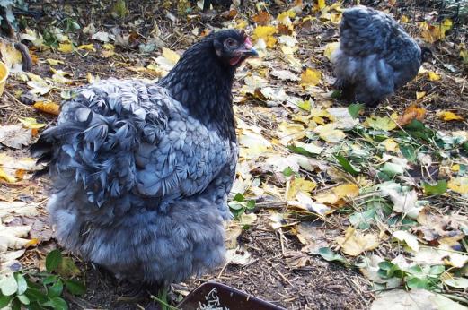 27102015 jeunes poule et poulette cochin bleu 3