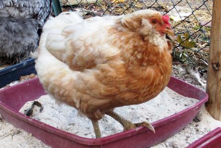 27102015 judith poule araucana blanche et doree