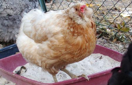 27102015 judith poule araucana saumonee doree 1