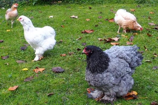 27102015 patachou dans le jardin 1