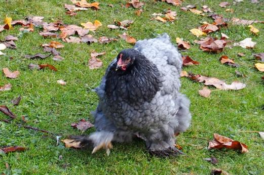 27102015 patachou dans le jardin 4