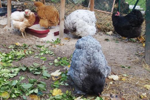 27102015 patachou jeune poule cochin bleu 1