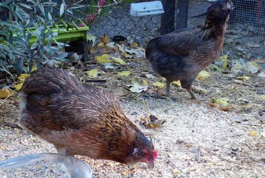27102015 poule araucana saumonee dore qui picore