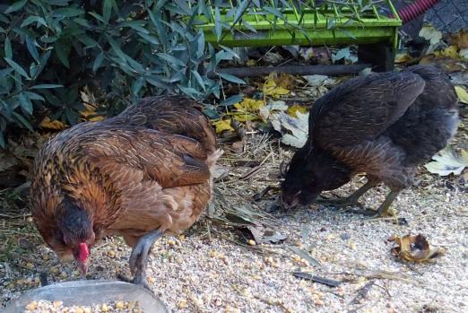 27102015 poule araucana saumonee doree qui picore 3