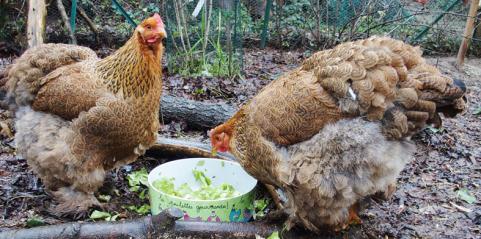 27122014 cochins et plat de salade 2