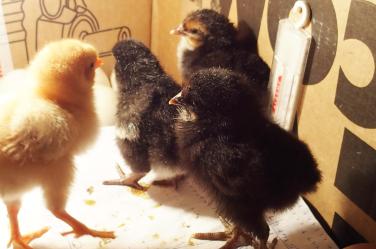 28022015 3 poussins sombres 1 jaune