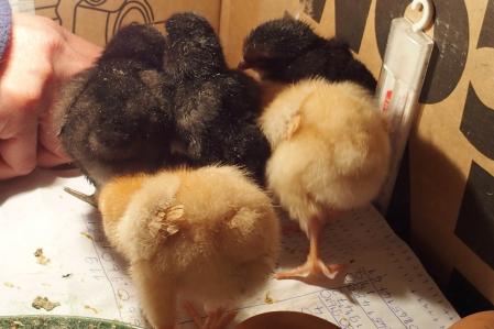 28022015 4 poussins tres curieux