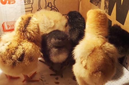 28022015 poussins de dos 1