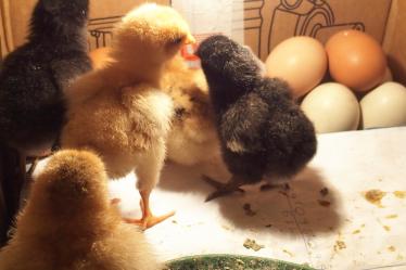 28022015 poussins de profil devant tas d oeufs