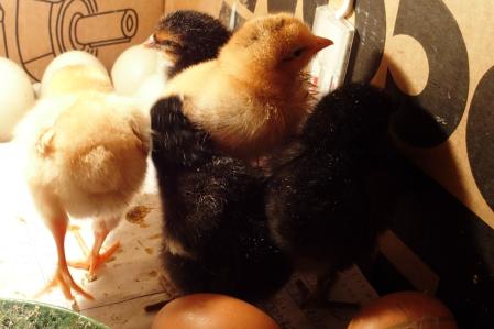 28022015 poussins et oeufs en incubation