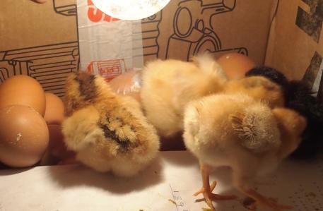 28022015 poussins oeufs et oeuf scotche 1