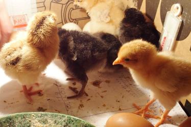 28022015 poussins retournant sur les oeufs