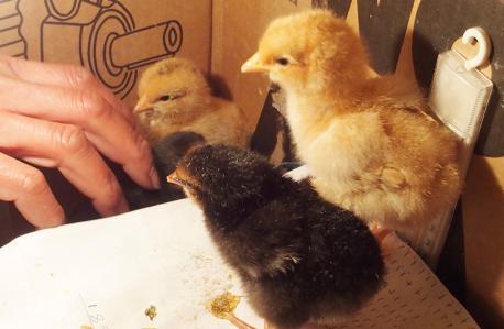 28022015 trois poussins 3 couleurs