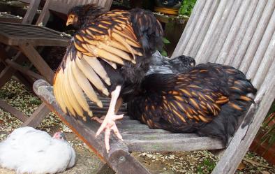 28052015 poulette ofaln etirant son aile